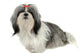 Shih Tzu Puppy Wall Decal