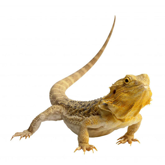 Iguana Wall Decal