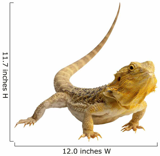 Iguana Wall Decal