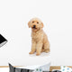 Nice Poodle Dog Wall Decal
