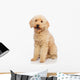 Nice Poodle Dog Wall Decal