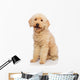 Nice Poodle Dog Wall Decal