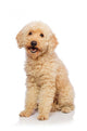 Nice Poodle Dog Wall Decal