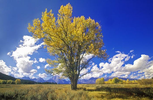 Cottonwood Tree Fall Colors Wall Decal