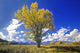 Cottonwood Tree Fall Colors Wall Decal