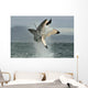 Great White Shark Breaching Wall Decal