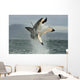 Great White Shark Breaching Wall Decal
