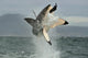 Great White Shark Breaching Wall Decal
