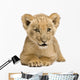 Lion Cub Front White Wall Decal