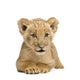 Lion Cub Front White Wall Decal