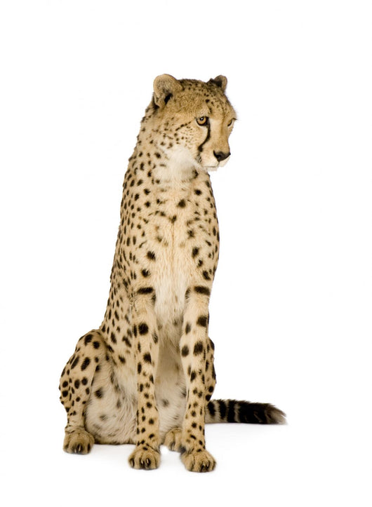 Cheetah Front White Wall Decal