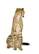 Cheetah Front White Wall Decal
