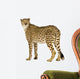 Cheetah Acinonyx Jubatus Front Wall Decal