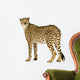 Cheetah Acinonyx Jubatus Front Wall Decal