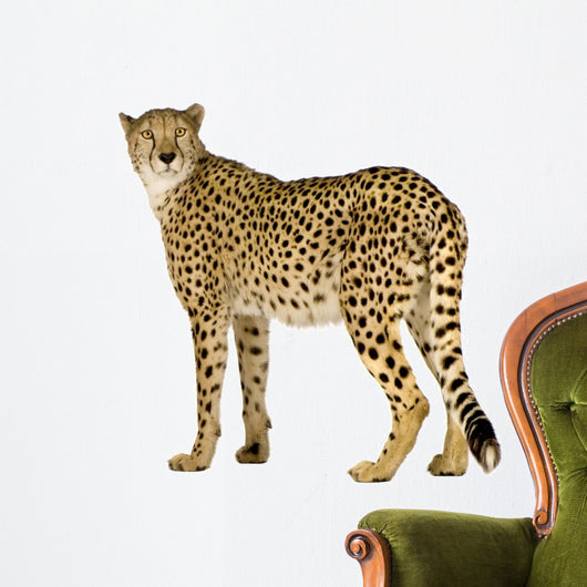 Cheetah Acinonyx Jubatus Front Wall Decal