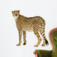 Cheetah Acinonyx Jubatus Front Wall Decal