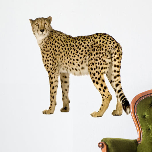 Cheetah Acinonyx Jubatus Front Wall Decal