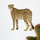Cheetah Acinonyx Jubatus Front Wall Decal
