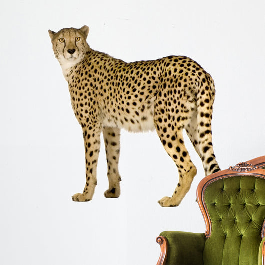 Cheetah Acinonyx Jubatus Front Wall Decal
