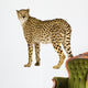 Cheetah Acinonyx Jubatus Front Wall Decal