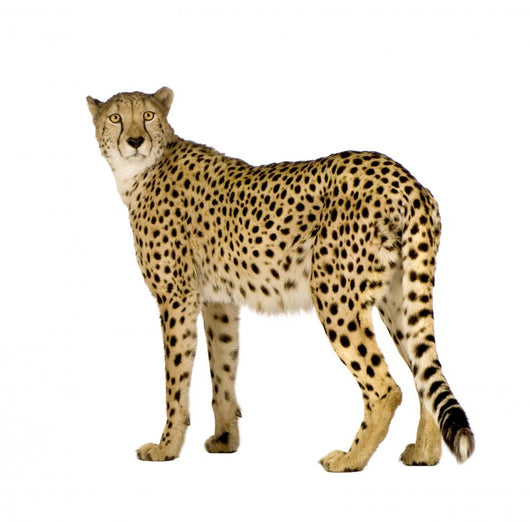 Cheetah Acinonyx Jubatus Front Wall Decal