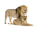 Lioness 8 Years Wall Decal