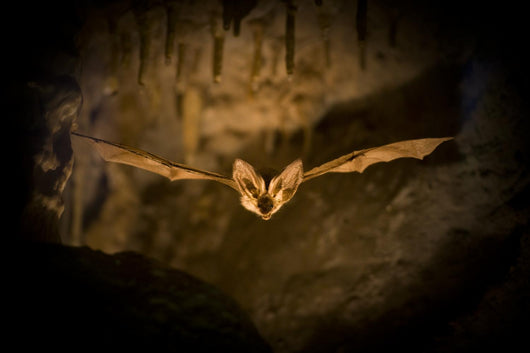 Bat Flight Wall Decal