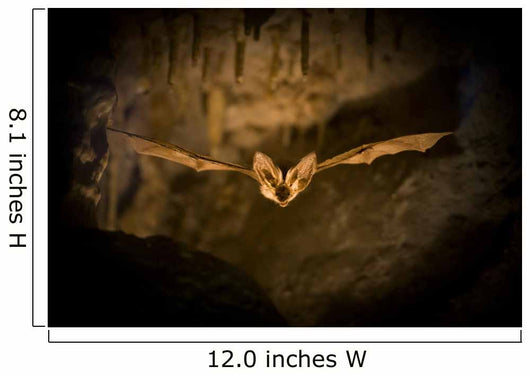 Bat Flight Wall Decal