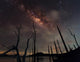Milky Way and Trees Wall Decal