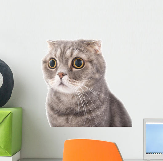 Portrait Surprised Cat Breed Wall Decal