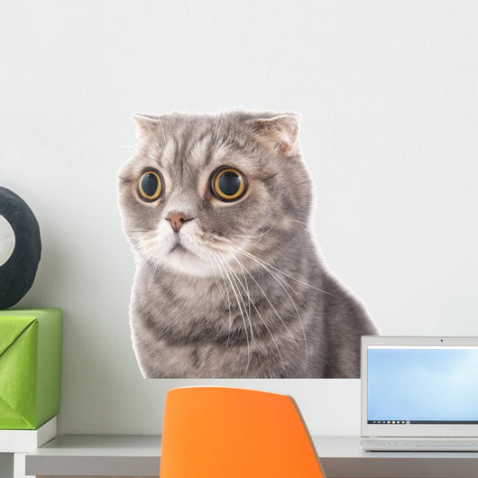 Portrait Surprised Cat Breed Wall Decal