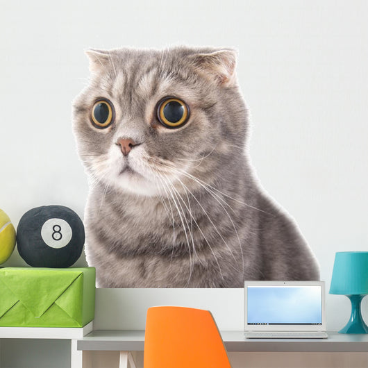 Portrait Surprised Cat Breed Wall Decal