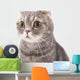 Portrait Surprised Cat Breed Wall Decal
