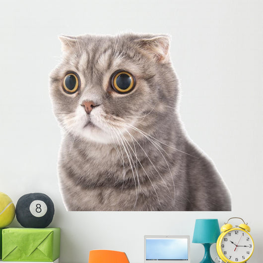 Portrait Surprised Cat Breed Wall Decal