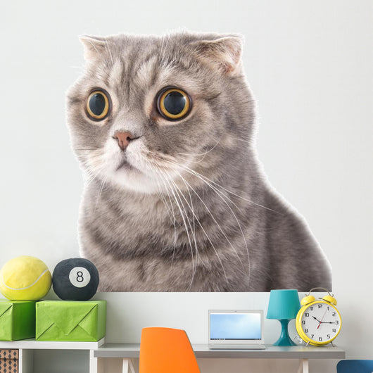 Portrait Surprised Cat Breed Wall Decal