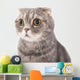 Portrait Surprised Cat Breed Wall Decal