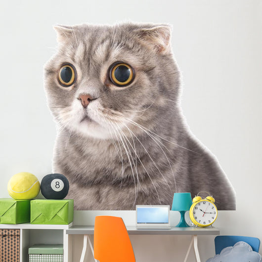 Portrait Surprised Cat Breed Wall Decal