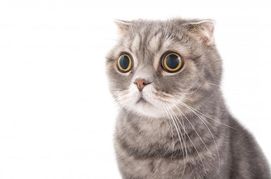 Portrait Surprised Cat Breed Wall Decal