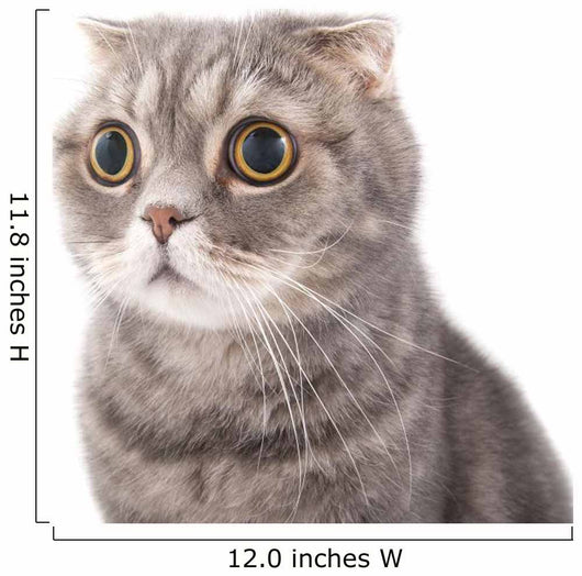 Portrait Surprised Cat Breed Wall Decal