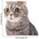 Portrait Surprised Cat Breed Wall Decal