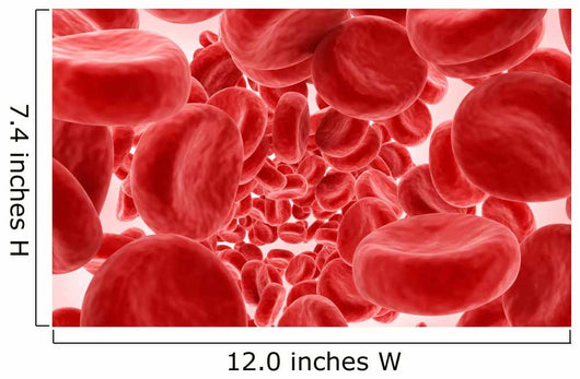 Blood Cells Wall Decal