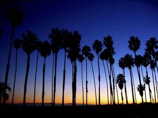 Palms Dusk Wall Decal