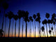 Palms Dusk Wall Decal