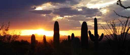 Saguaro Plant Tucson Wall Decal