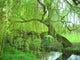 Weeping Willow Wall Decal
