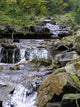 Carpathian Stream Wall Decal