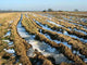 Field Winter Wall Decal