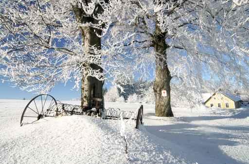 Frozen Trees Wall Decal