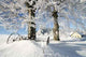 Frozen Trees Wall Decal