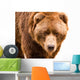 Brown Bear Close-up Portrait Wall Decal